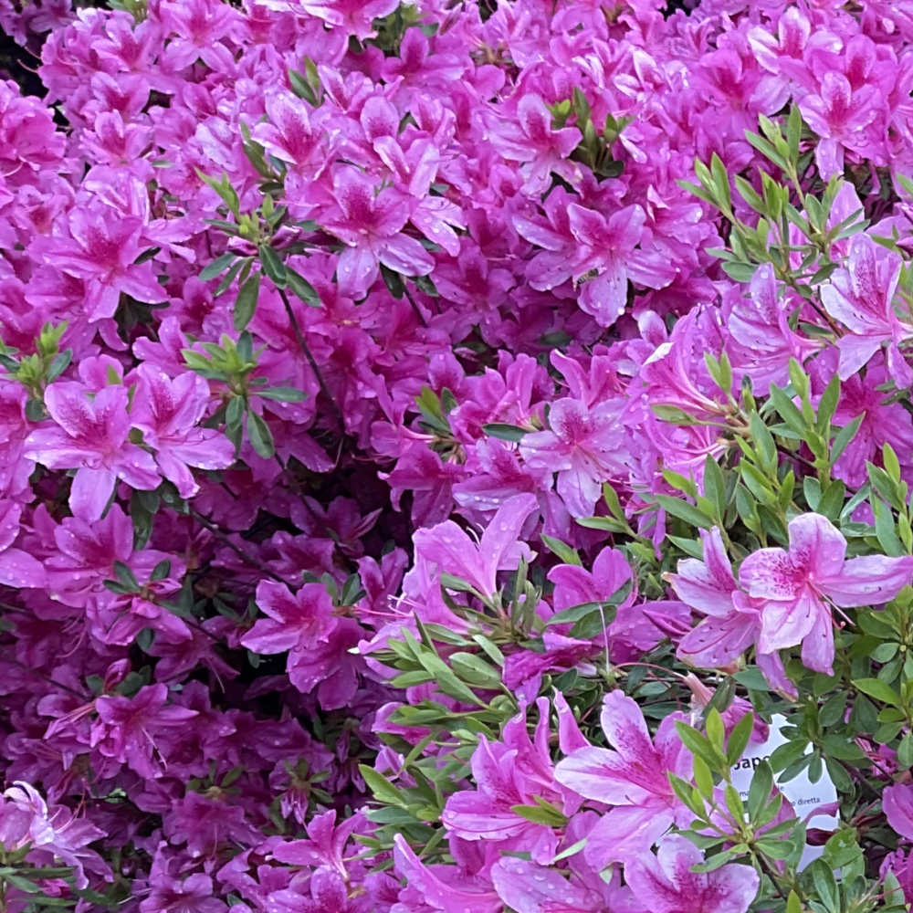 Azalea Purple Splendor