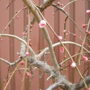 Prunus mume