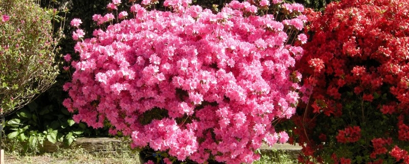 Azalea japonica rosa