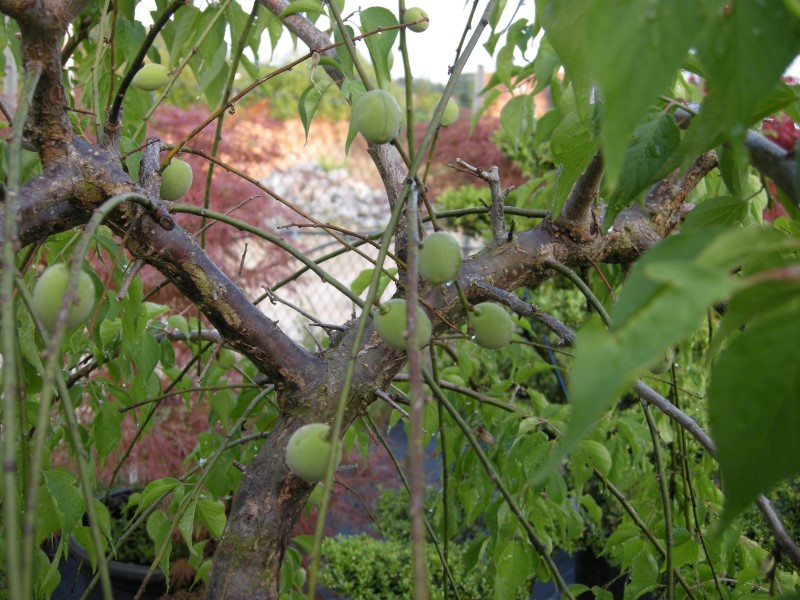 Fruchtansatz von Prunus mume