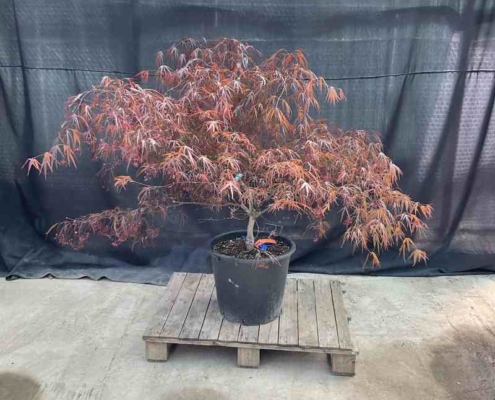 Acer palmatum Enkan - Roter Fächerahorn - Pflanzenhof Herford