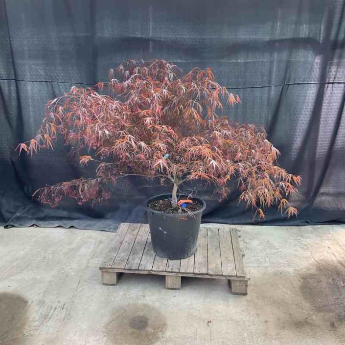 Acer palmatum Enkan - Roter Fächerahorn - Pflanzenhof Herford