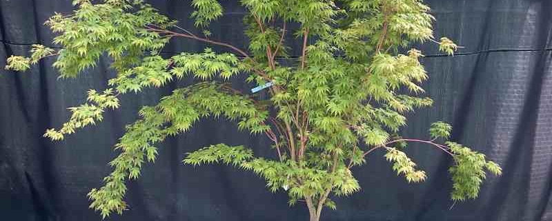 Acer palmatum Sangokaku - Fächerahorn - Pflanzenhof Herford