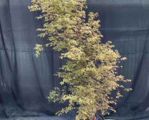Acer palmatum Hoshikuzu - Fächerahorn - Pflanzenhof Herford