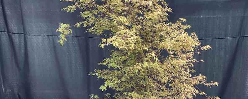 Acer palmatum Hoshikuzu - Fächerahorn - Pflanzenhof Herford