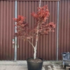 Acer palmatum Bloodgood - Fächerahorn - Pflanzenhof Herford