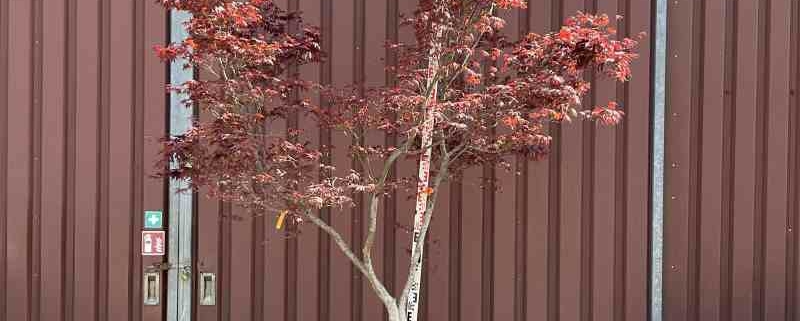 Acer palmatum Bloodgood - Fächerahorn - Pflanzenhof Herford