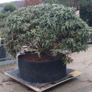 Rhododendron yakushimanum Koichiro Wada (FCC) Solitär XXL