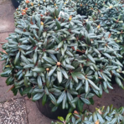 Rhododendron yakushimanum Schneekissen