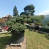 Pinus parviflora - Niwaki - Japanischer Gartenbonsai