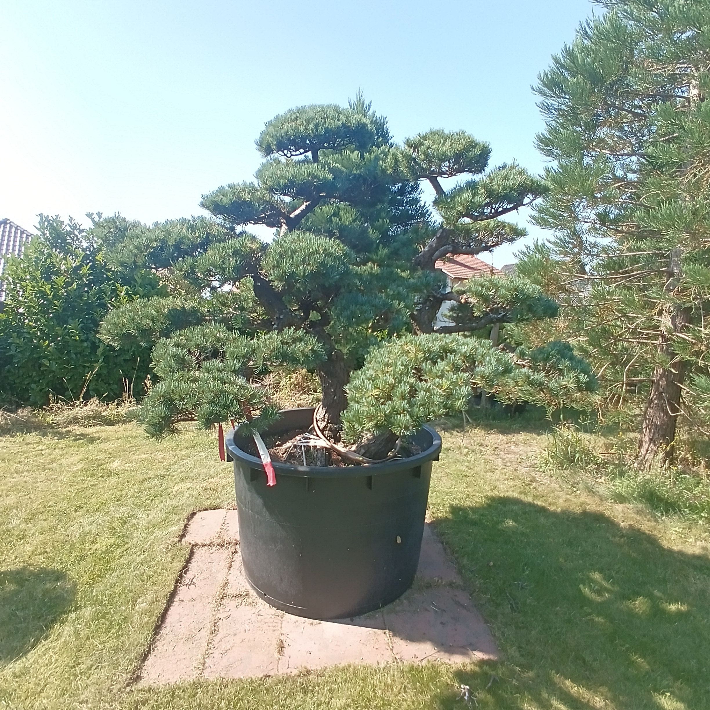 Japanische Mädchenkiefer - Pinus parviflora - Niwaki - Gartenbonsai