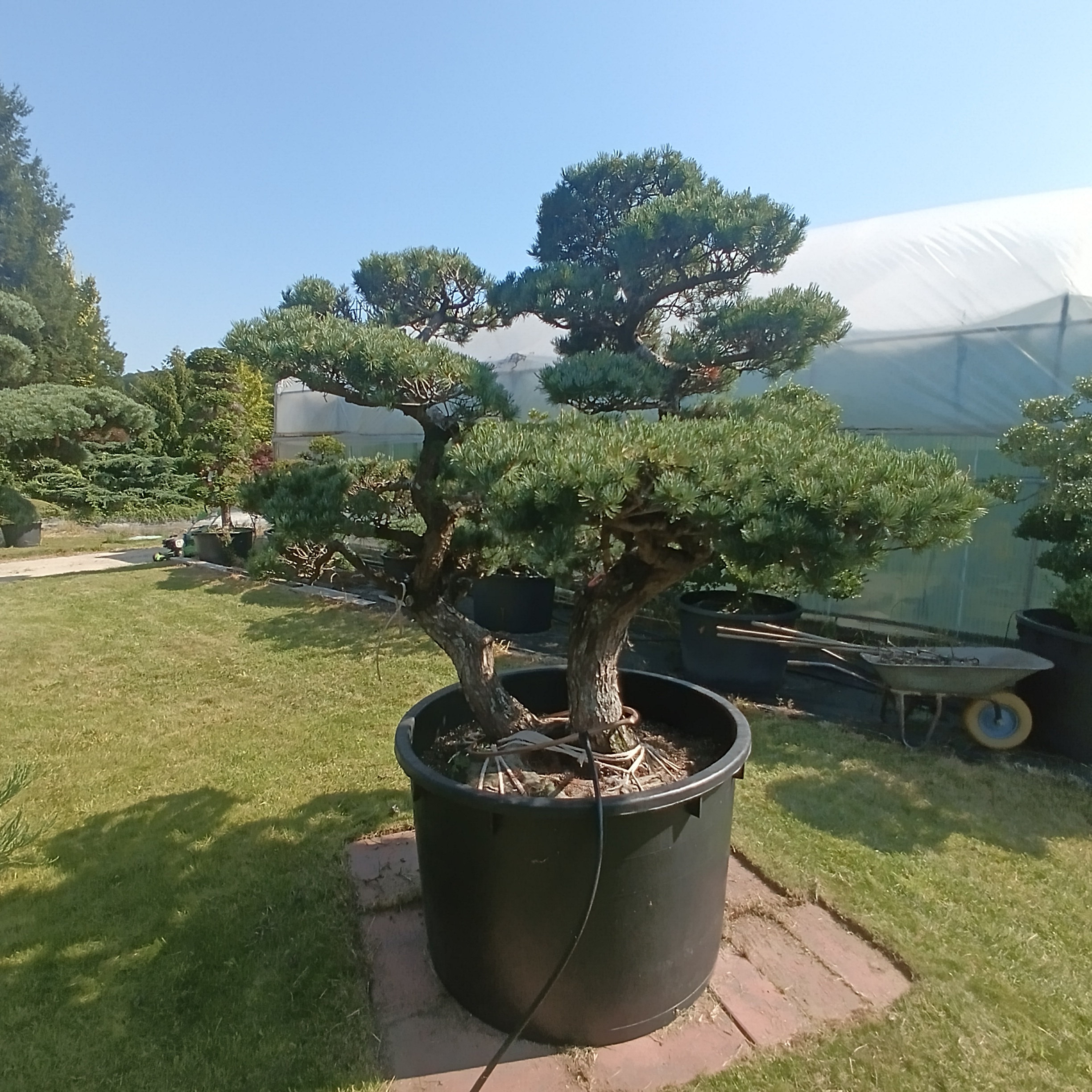 Japanische Mädchenkiefer - Pinus parviflora - Niwaki - Gartenbonsai