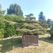 Japanische Mädchenkiefer - Pinus parviflora - Niwaki - Gartenbonsai