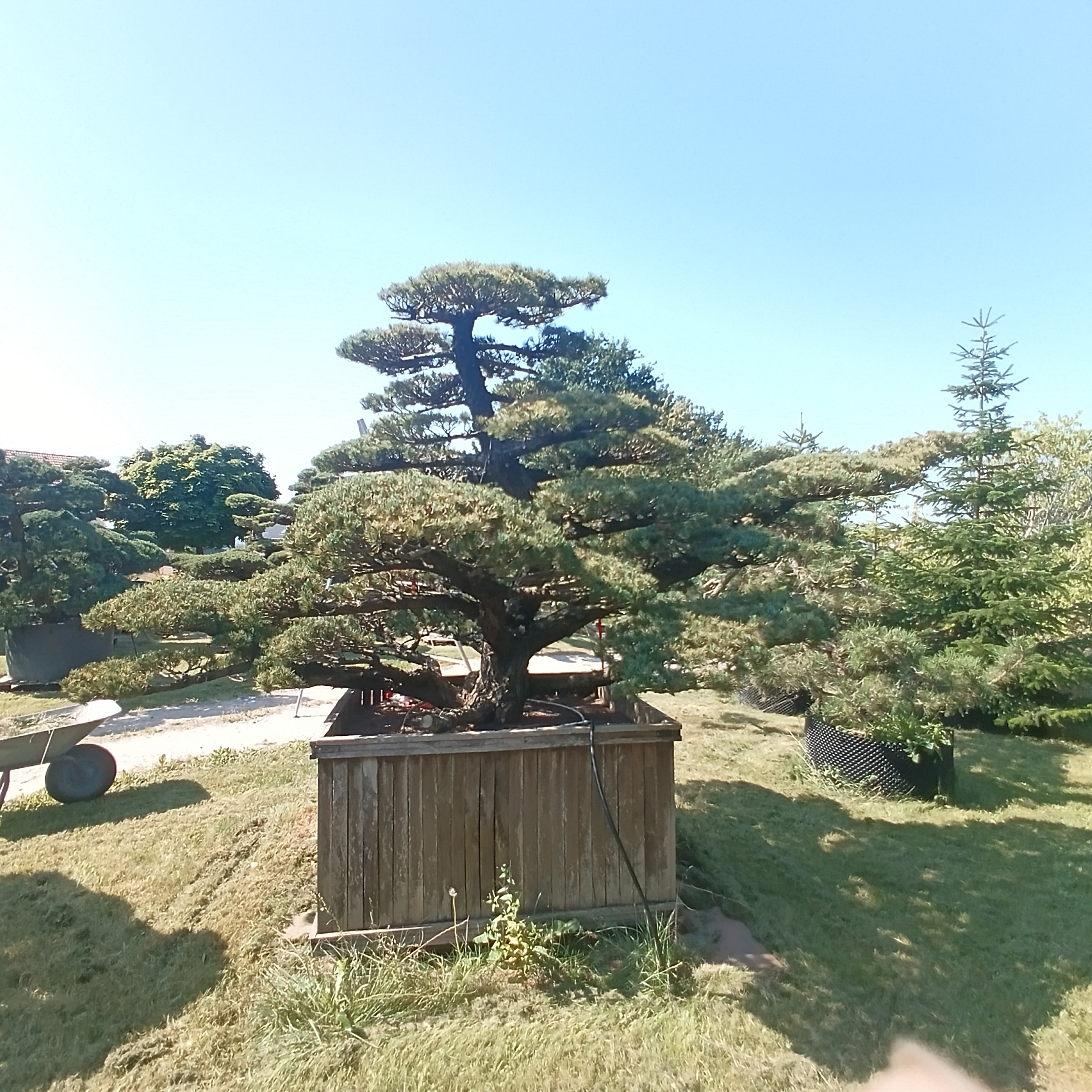 Japanische Mädchenkiefer - Pinus parviflora - Niwaki - Gartenbonsai