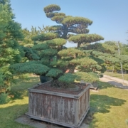 Japanische Mädchenkiefer - Pinus parviflora - Niwaki - Gartenbonsai