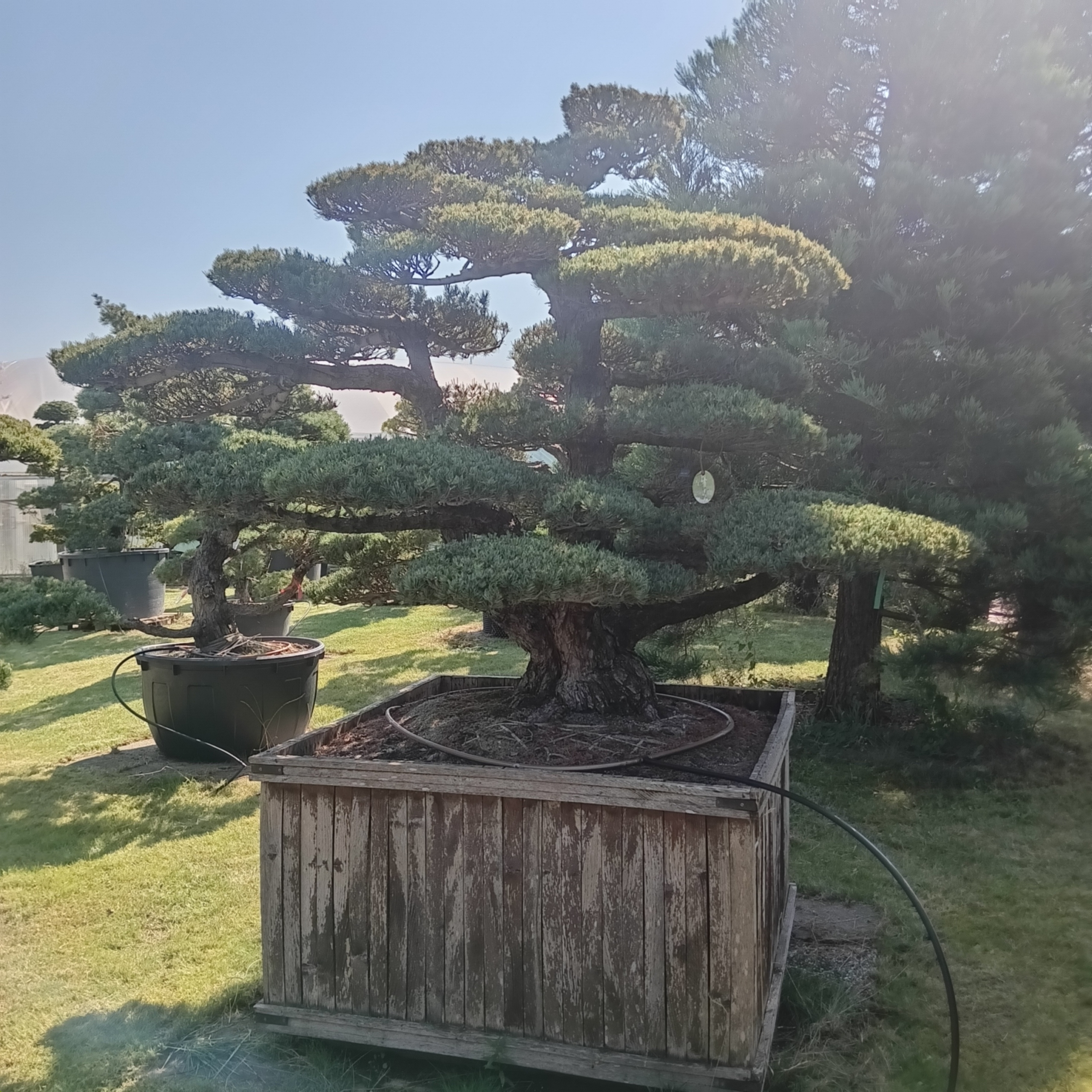 Japanische Mädchenkiefer - Pinus parviflora - Niwaki - Gartenbonsai