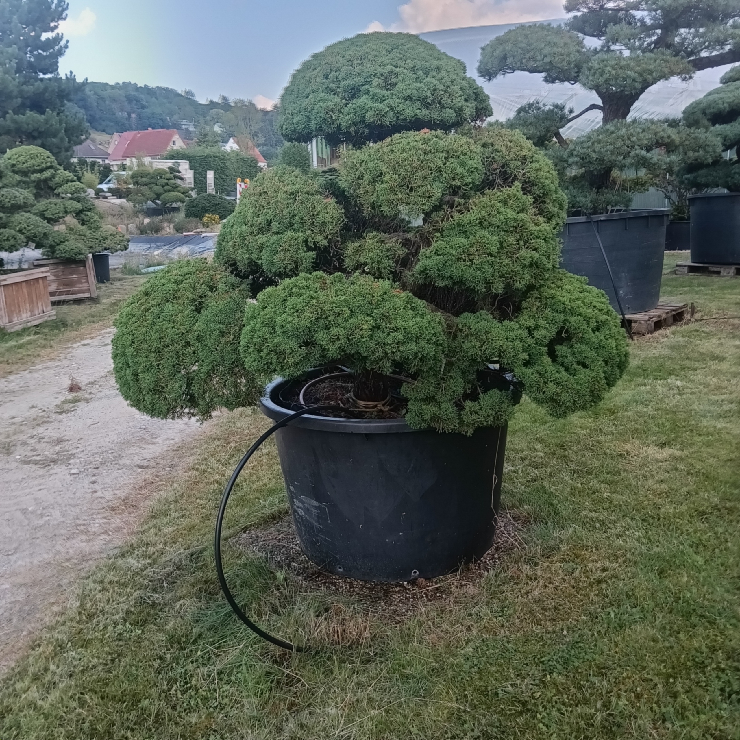 Juniperus chinensis sargentii - Japanischer Shinpaku-Wacholder - Niwaki - Gartenbonsai