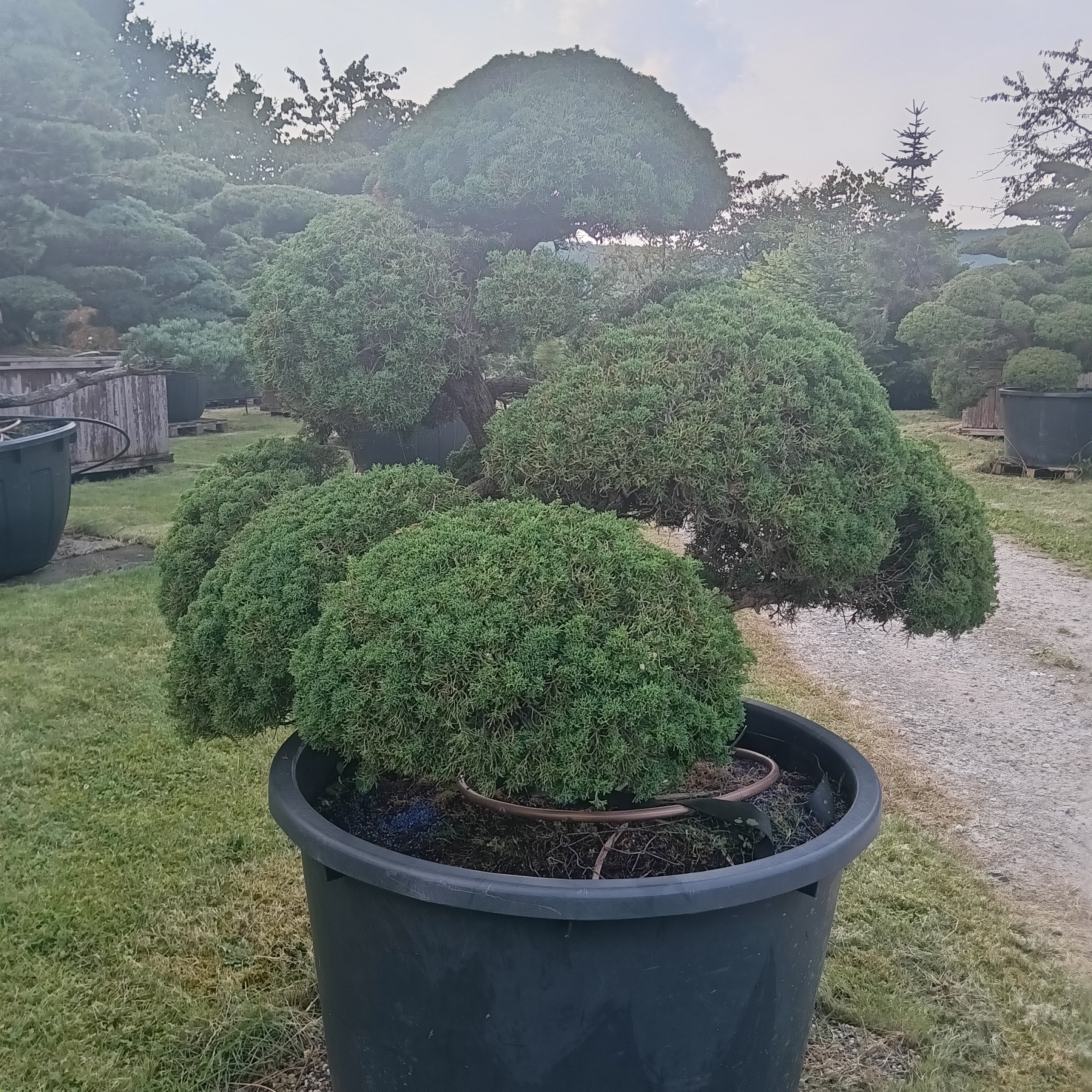 Juniperus chinensis sargentii - Japanischer Shinpaku-Wacholder - Niwaki - Gartenbonsai