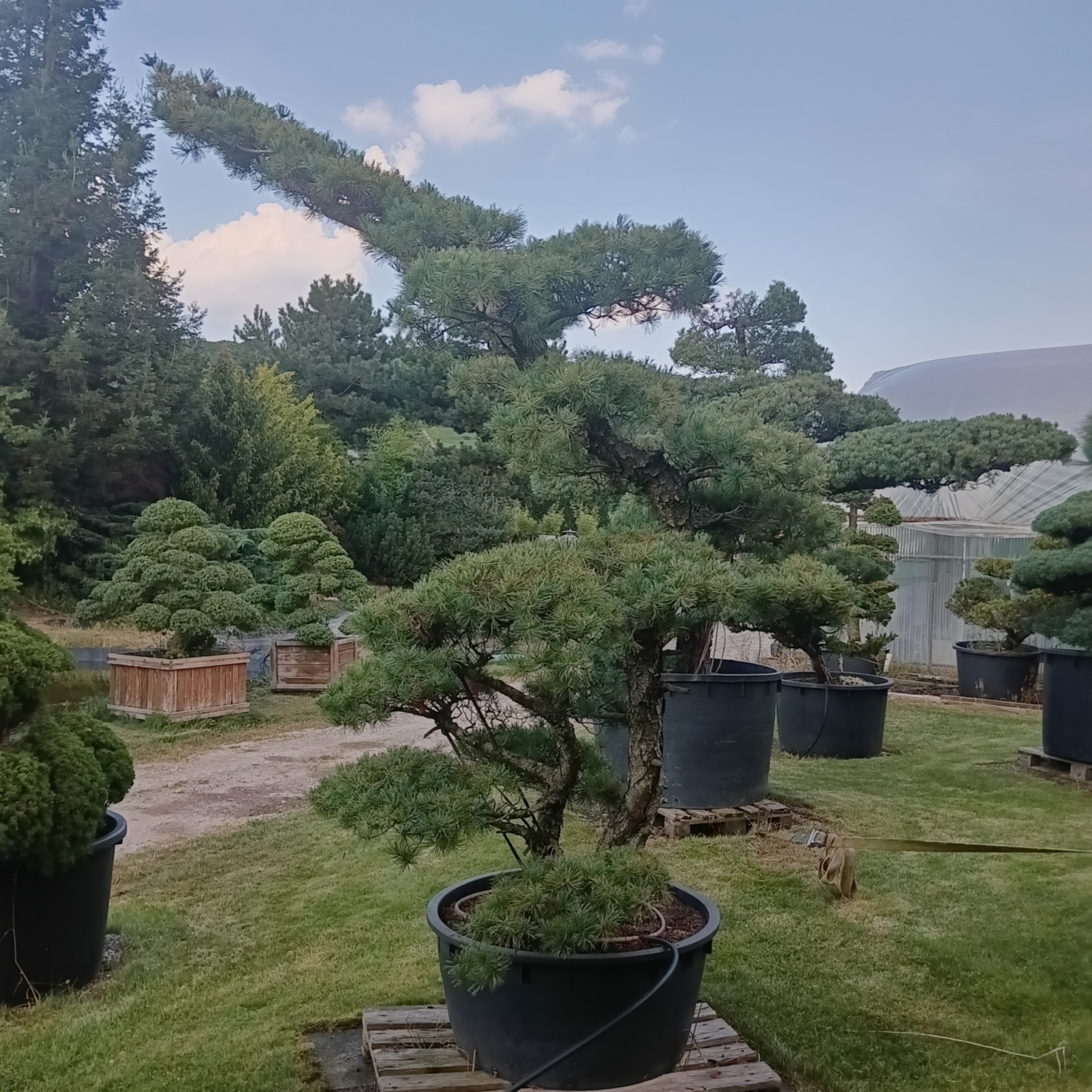 Japanische Mädchenkiefer - Pinus parviflora - Niwaki - Gartenbonsai