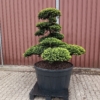 Taxus cuspidata Niwaki, Original japanische Eibe, Gartenbonsai