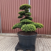 Taxus cuspidata Niwaki, Original japanische Eibe, Gartenbonsai