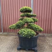 original japanische Eibe, Gartenbonsai, Niwaki