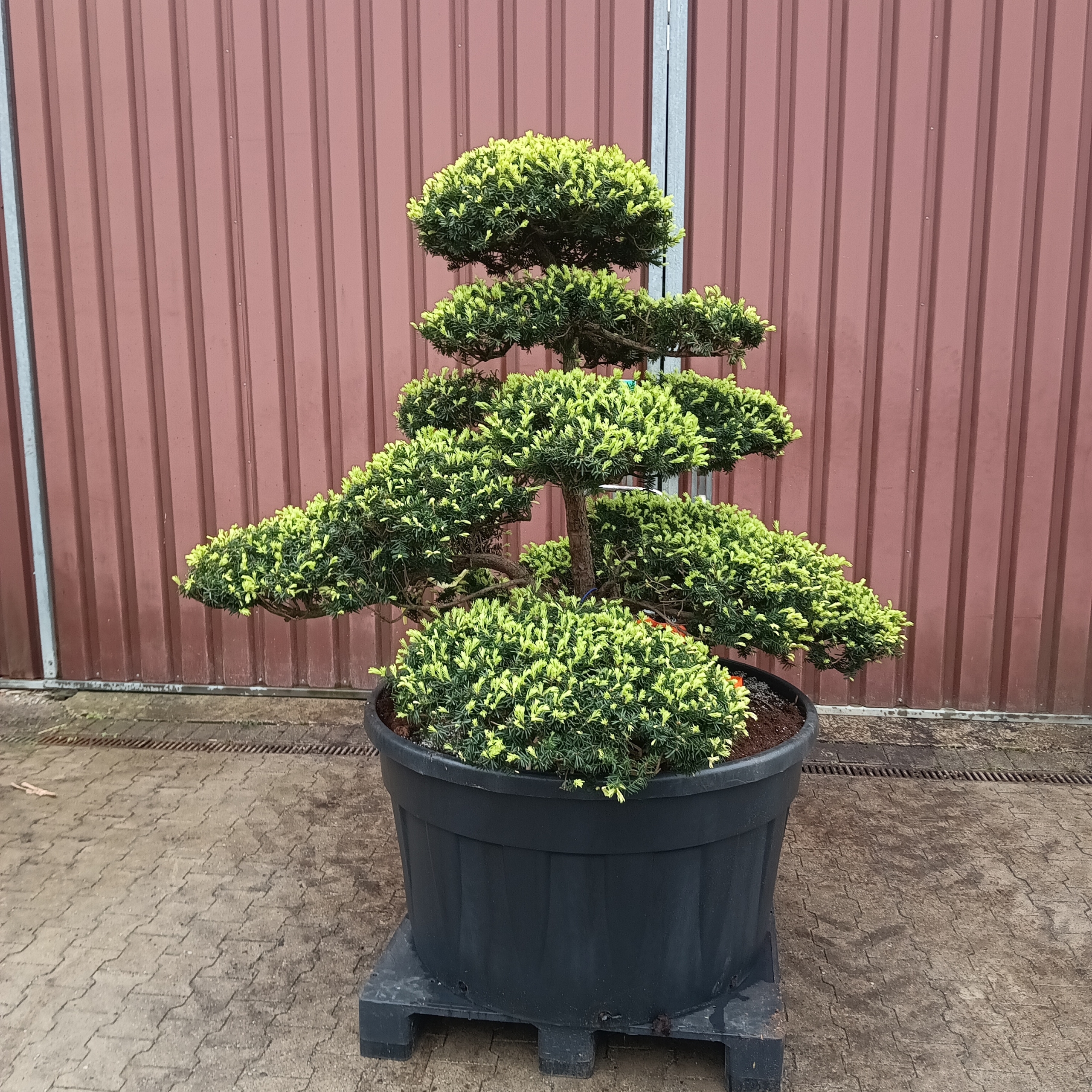 original japanische Eibe, Gartenbonsai, Niwaki
