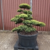 Original japanische Eibe, Niwaki, Gartenbonsai