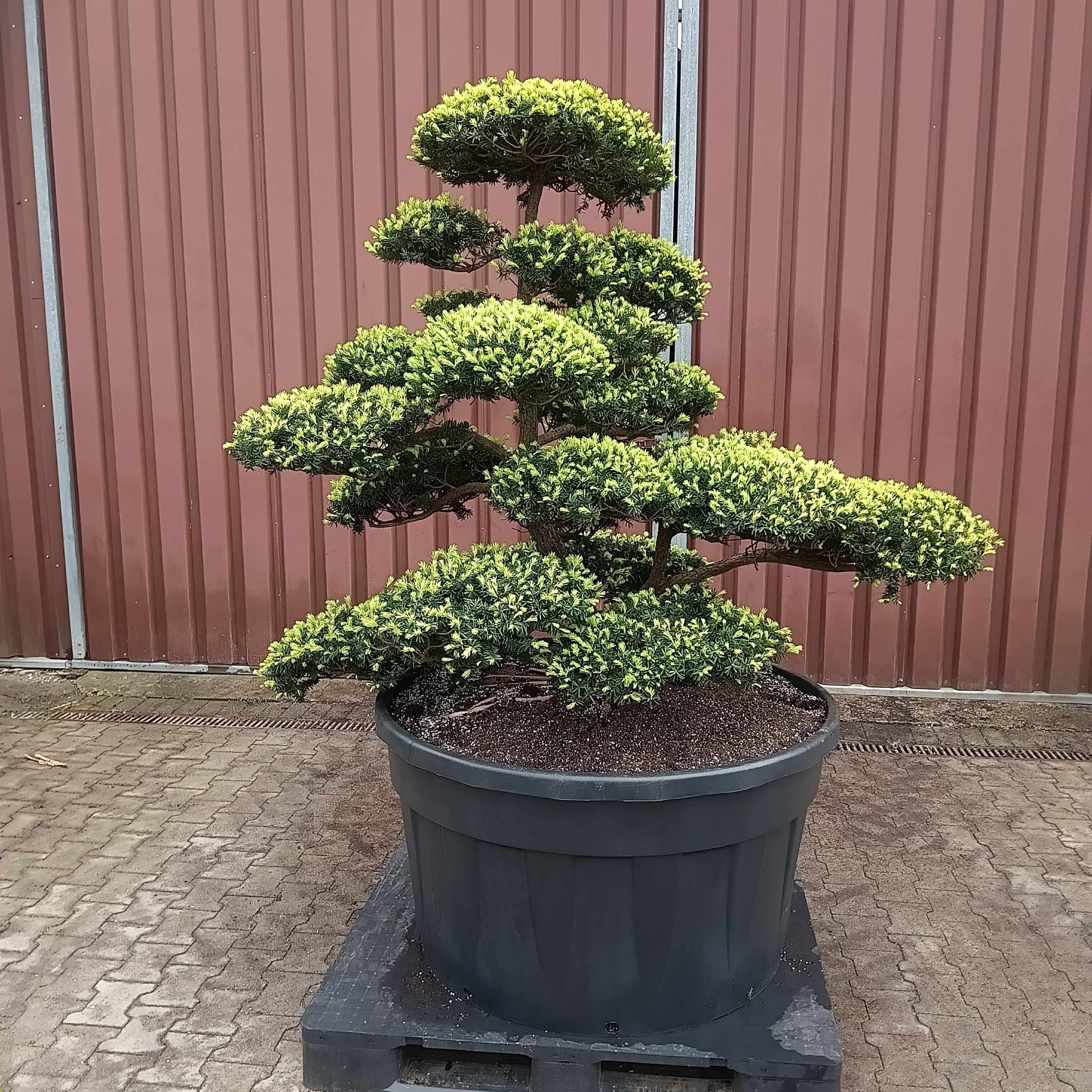 Original japanische Eibe, Niwaki, Gartenbonsai