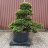 Original japanische Eibe, Taxus cuspidata Niwaki, Gartenbonsai