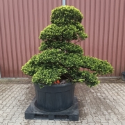 Original japanische Eibe, Taxus cuspidata Niwaki, Gartenbonsai