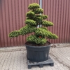Original japanische Eibe, Taxus cuspidata Niwaki, Gartenbonsai