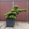 Taxus cuspidata Gartenbonsai