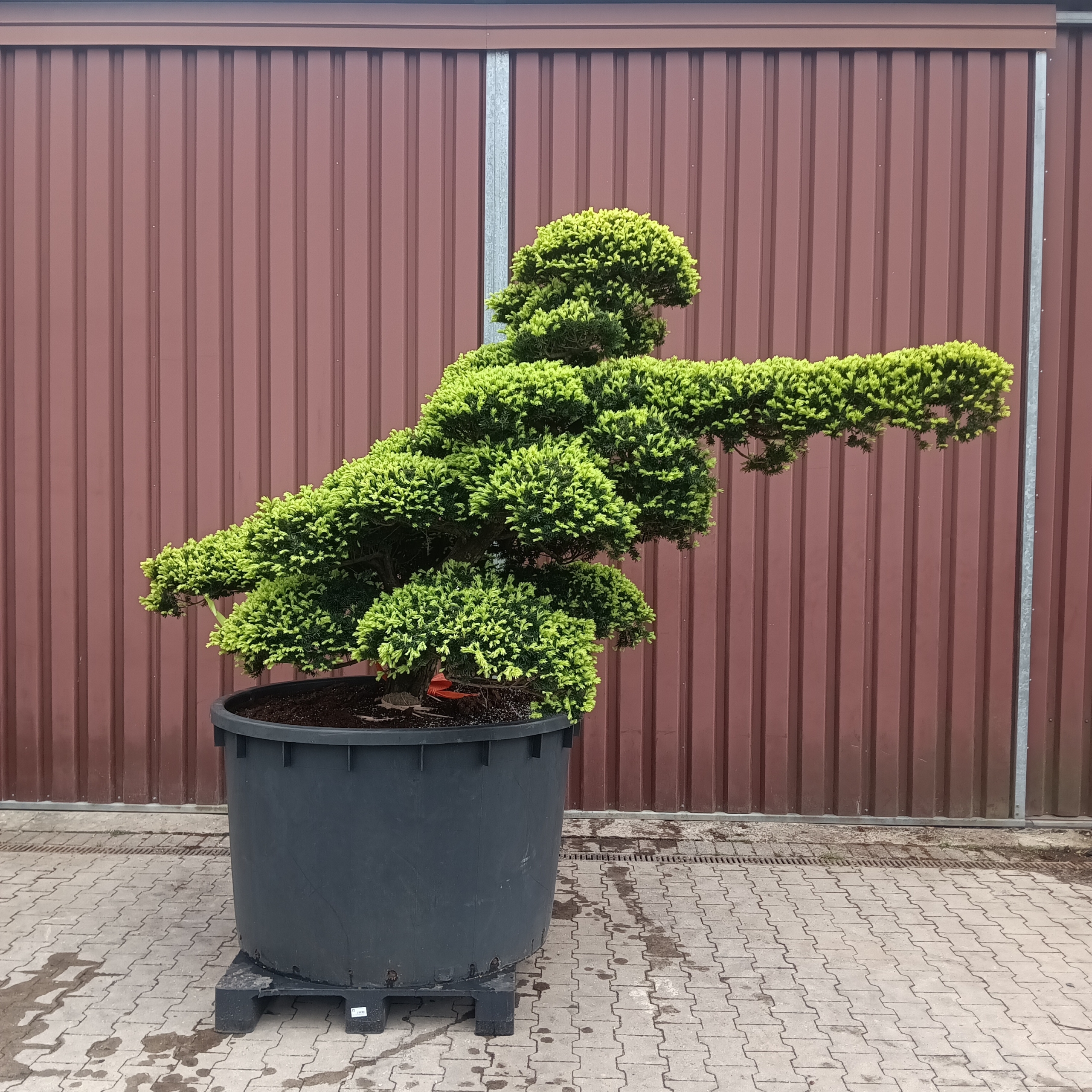 Taxus cuspidata Gartenbonsai