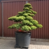 Taxus cuspidata Gartenbonsai