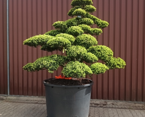 Taxus cuspidata Gartenbonsai