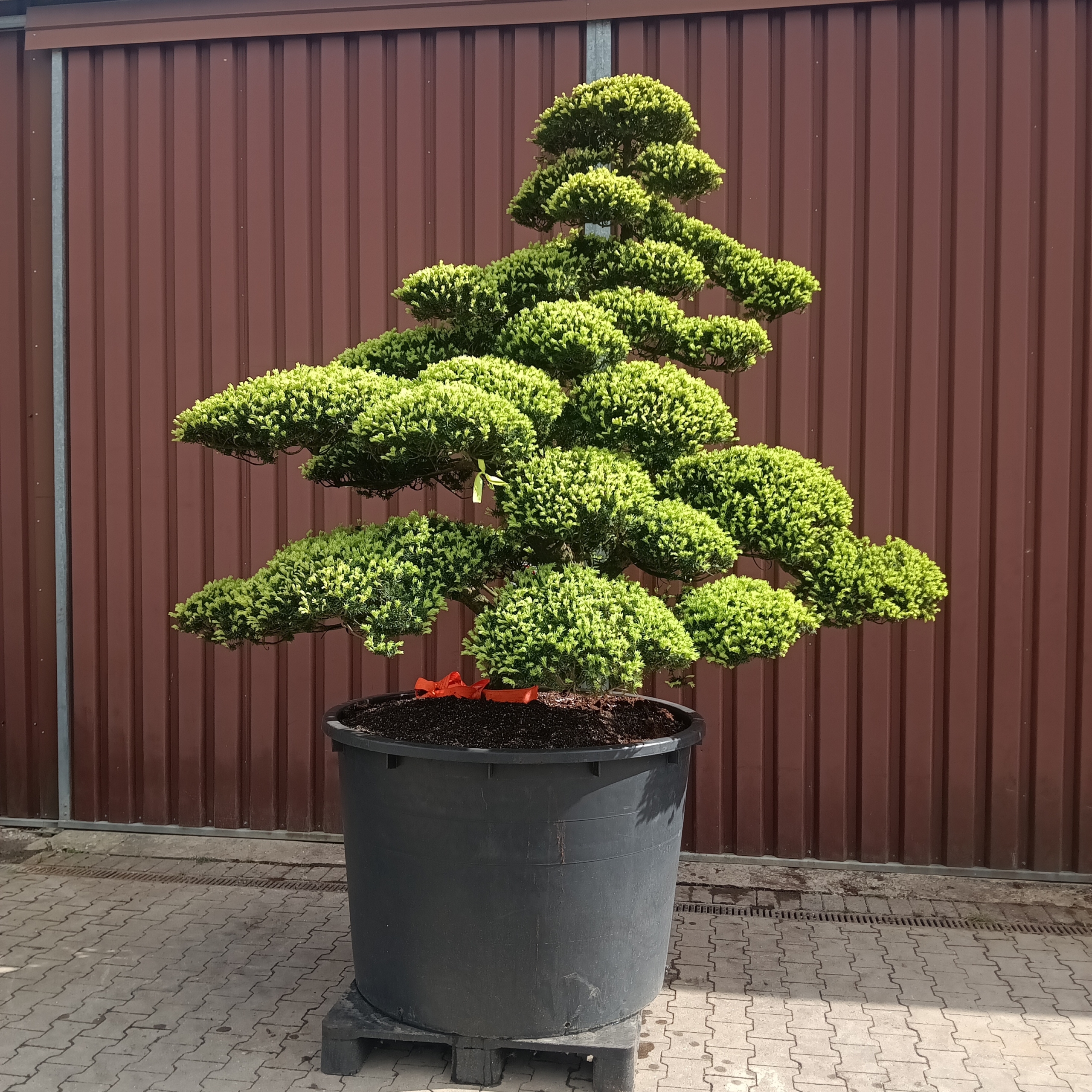 Taxus cuspidata Gartenbonsai