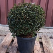 Azalea japonica "Amoena", Japanische Azalee, violett