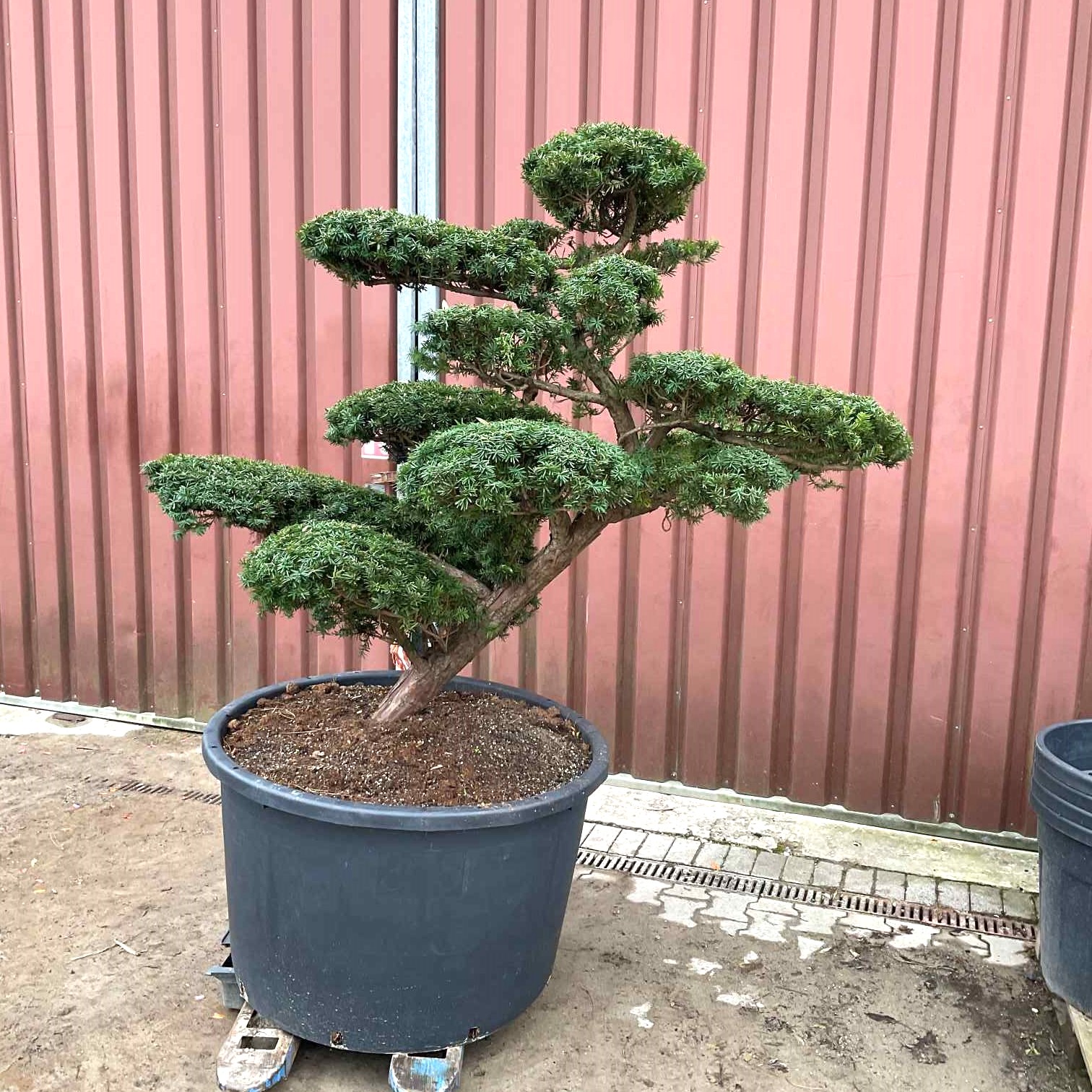 Taxus cuspidata, Japanische Eibe, geformt als Gartenbonsai, Niwaki