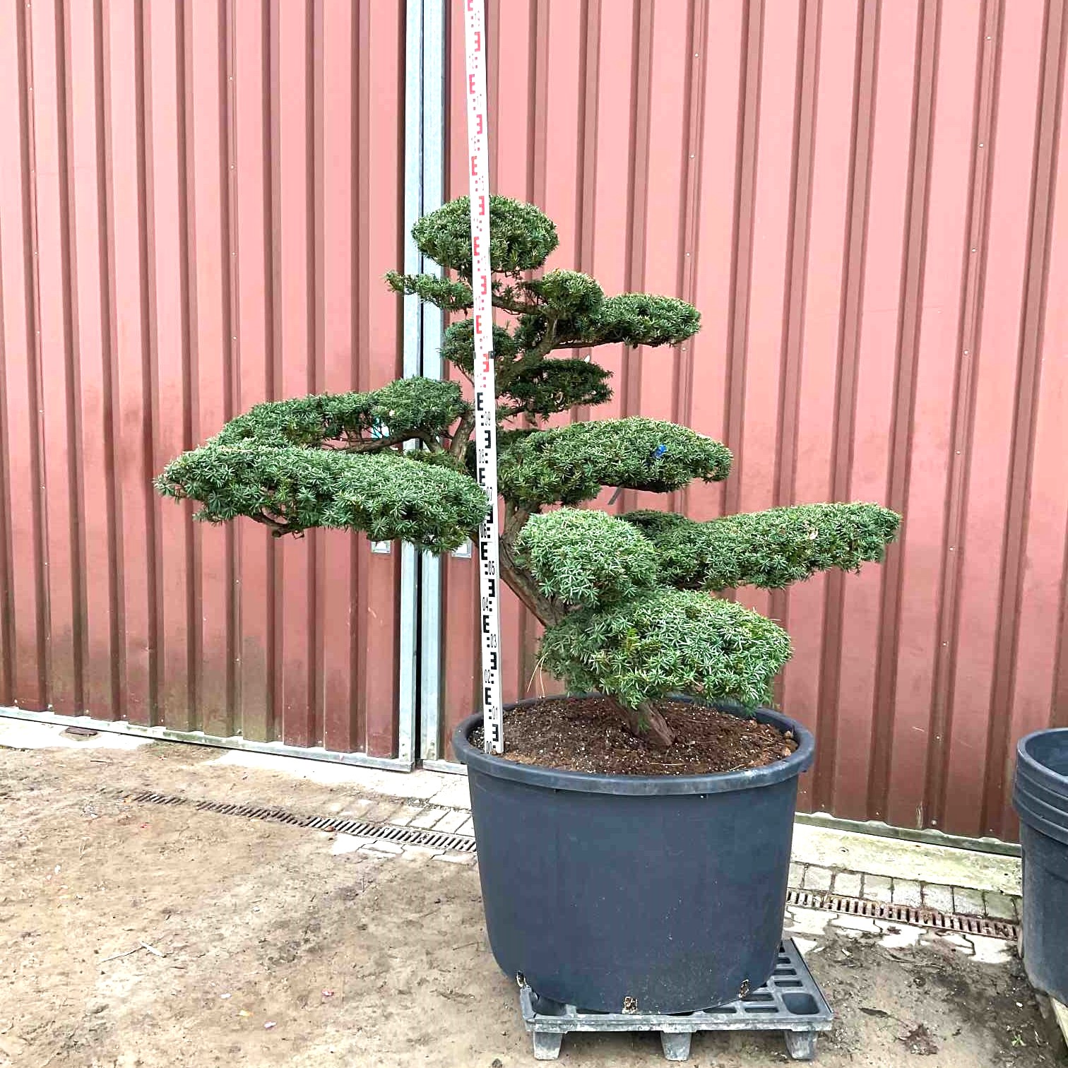 Taxus cuspidata, Japanische Eibe, geformt als Gartenbonsai, Niwaki