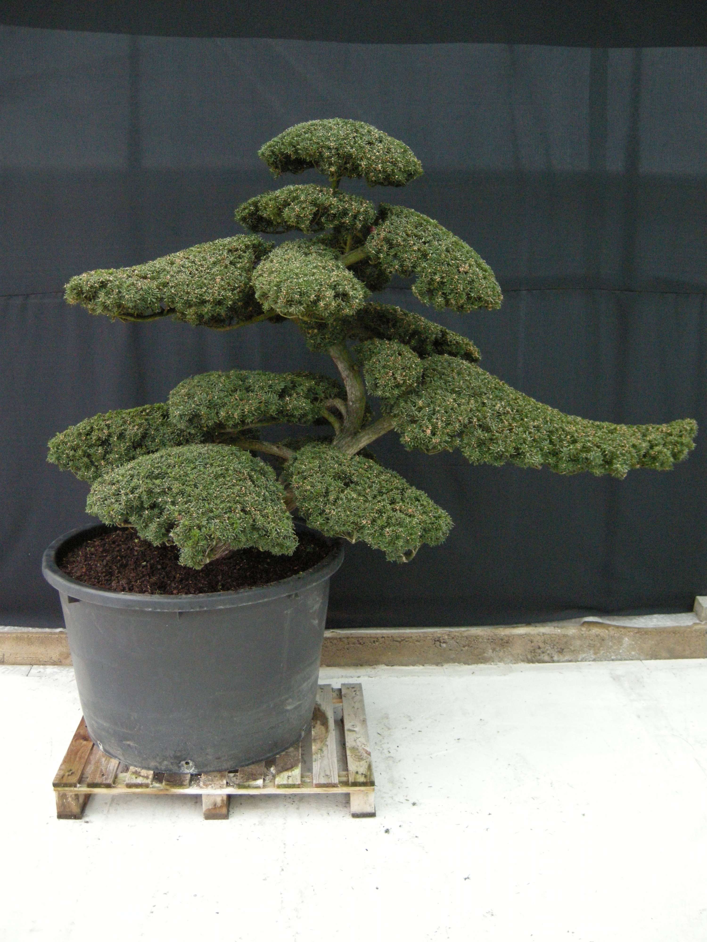 Taxus cuspidata Niwaki Japanische Eibe Bonsai.NRW