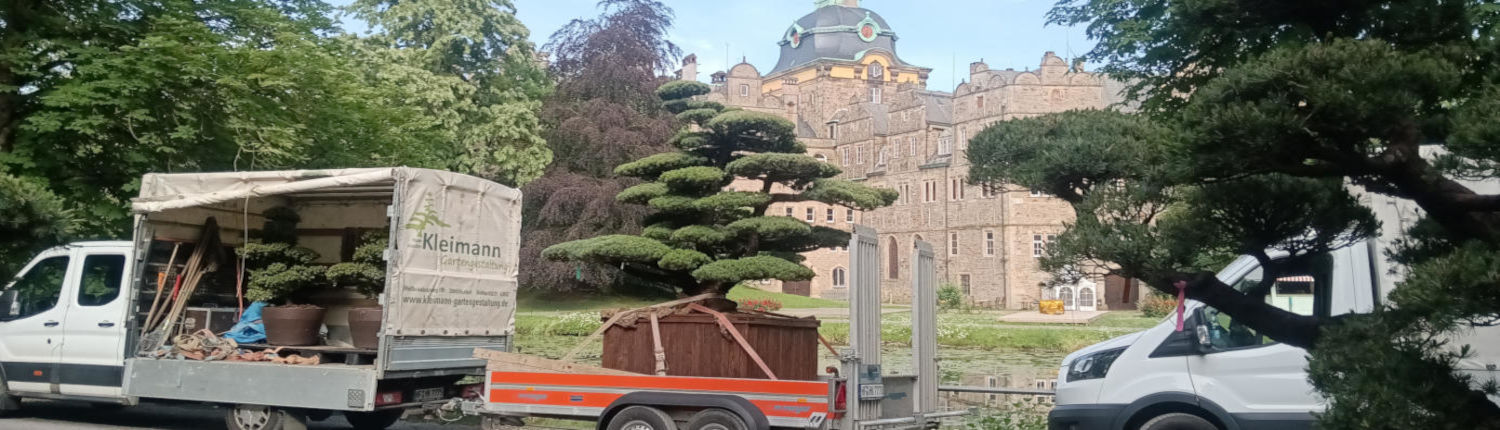 pinusjapanschlossbueckeburg